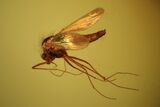 Fossil Fly (Diptera) In Baltic Amber #72230-1